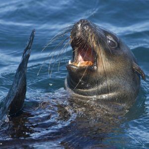 Seal Snorkeling | Cape Town | Premium | Special Rates