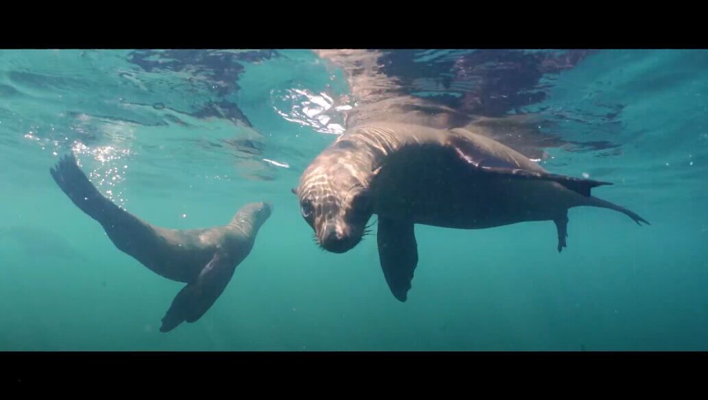 Seal Snorkeling | Cape Town | Premium | Special Rates